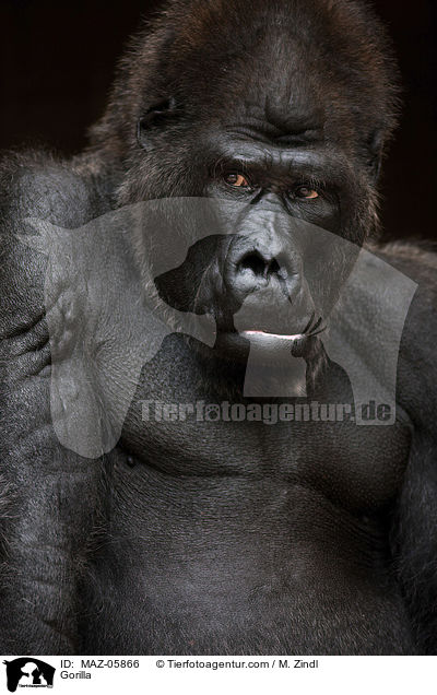 Gorilla / Gorilla / MAZ-05866