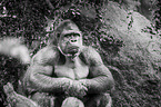 gorilla
