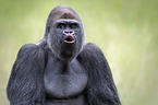 Gorilla portrait