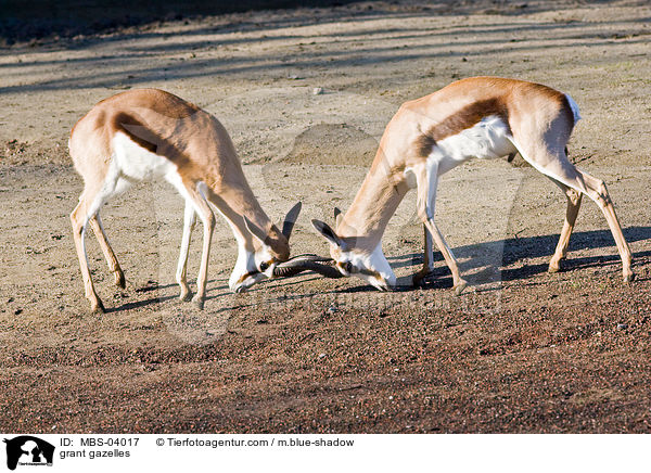 Grant-Gazellen / grant gazelles / MBS-04017