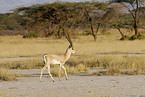 grant gazelle