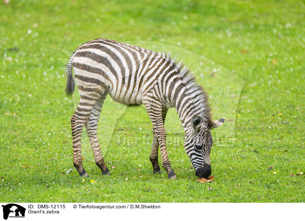 Bhm-Zebra / Grant's zebra / DMS-12115