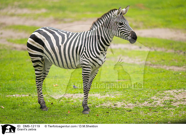 Bhm-Zebra / Grant's zebra / DMS-12119