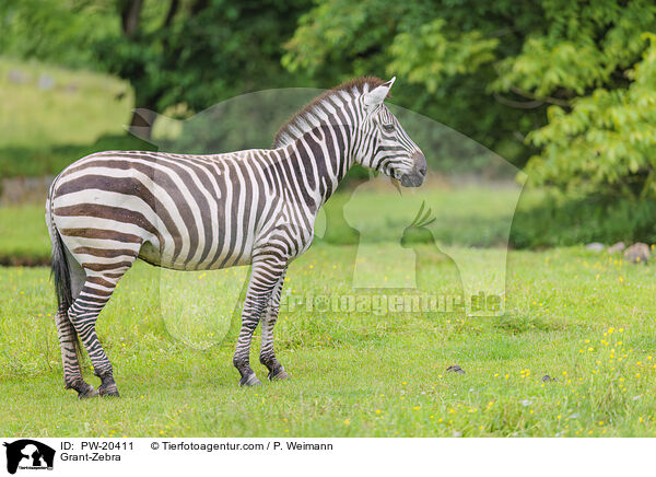 Bhmzebra / Grant-Zebra / PW-20411