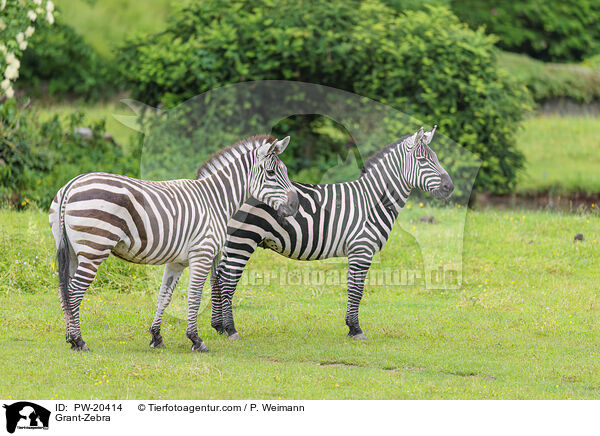 Bhmzebra / Grant-Zebra / PW-20414