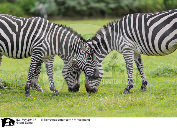 Bhmzebra / Grant-Zebra / PW-20417