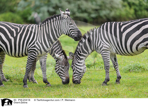 Bhmzebra / Grant-Zebra / PW-20418