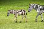 Grant's zebra
