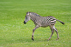 Grant's zebra