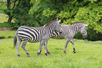 Grant-Zebra