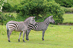 Grant-Zebra