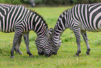 Grant-Zebra