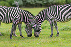 Grant-Zebra