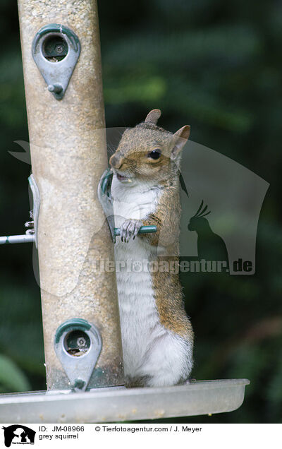 grey squirrel / JM-08966