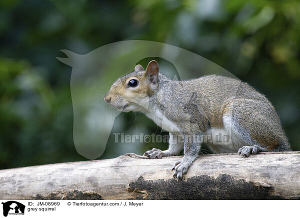 grey squirrel / JM-08969