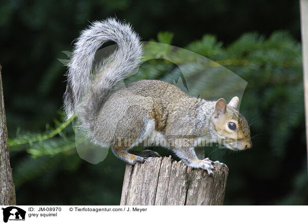 grey squirrel / JM-08970