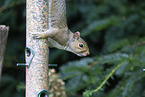 grey squirrel