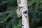 grey squirrel