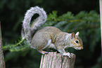 grey squirrel