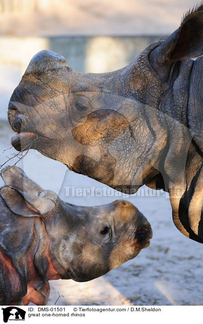 great one-horned rhinos / DMS-01501