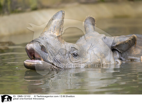 Panzernashorn / great one-horned rhinoceros / DMS-12102