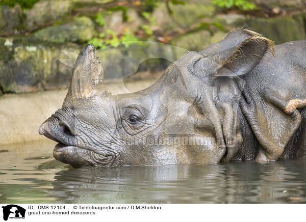 Panzernashorn / great one-horned rhinoceros / DMS-12104