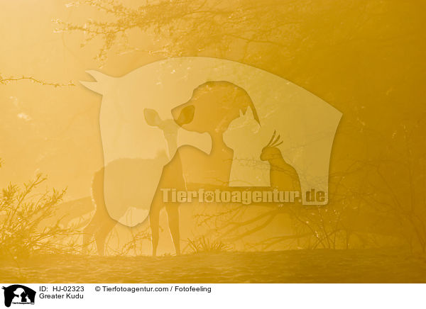 Groer Kudu / Greater Kudu / HJ-02323