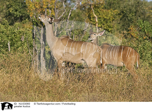 greater kudus / HJ-03060