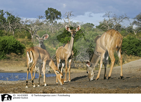 greater kudus / HJ-03065