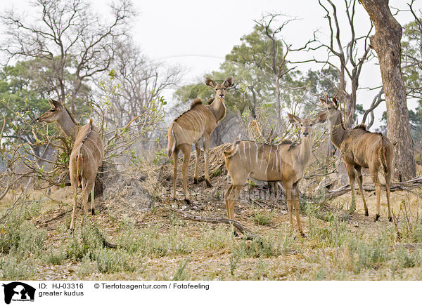 greater kudus / HJ-03316