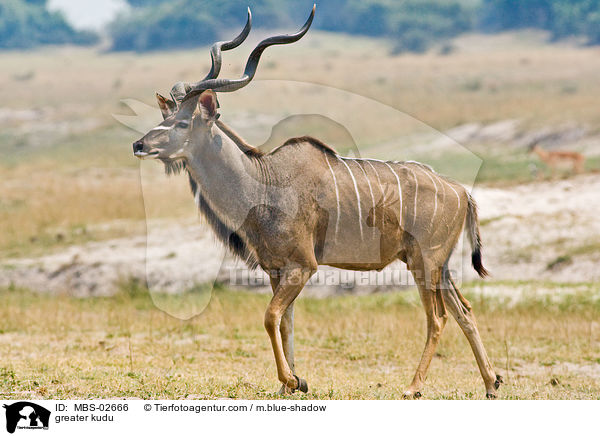 greater kudu / MBS-02666