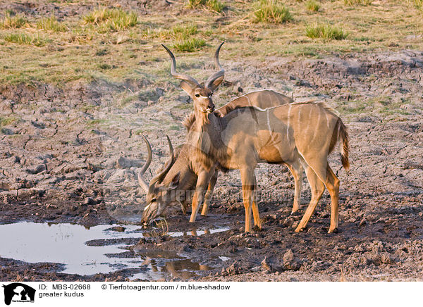 Groe Kudus / greater kudus / MBS-02668