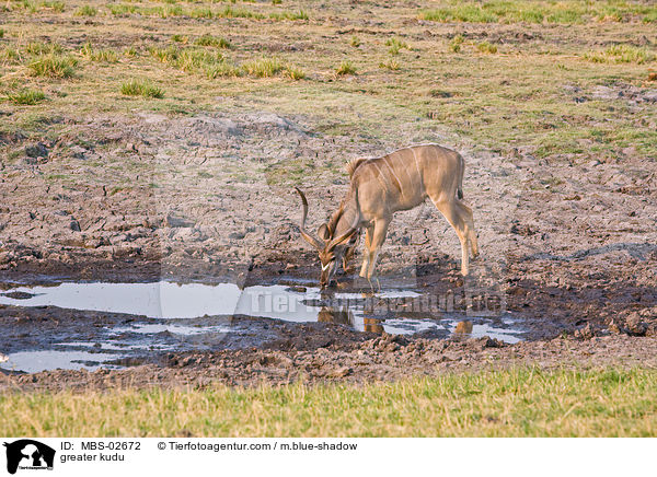Groer Kudu / greater kudu / MBS-02672