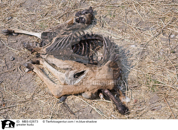 Groer Kudu / greater kudu / MBS-02673