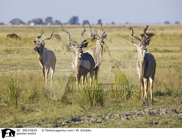 greater kudus / WS-03620
