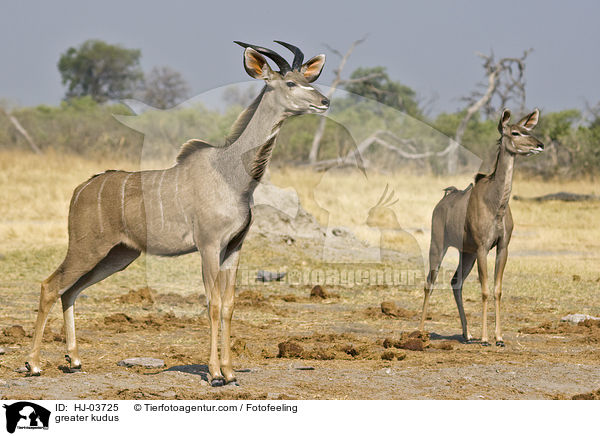 Groe Kudus / greater kudus / HJ-03725