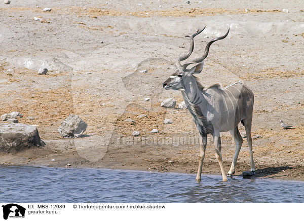 greater kudu / MBS-12089