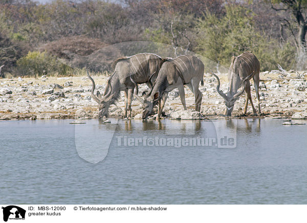 greater kudus / MBS-12090