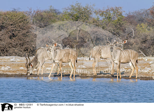 greater kudus / MBS-12091