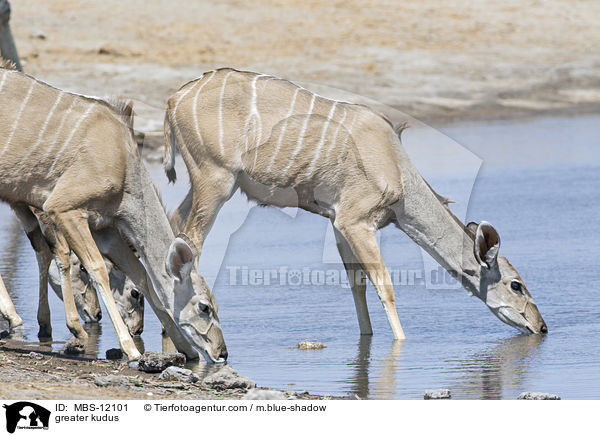 greater kudus / MBS-12101