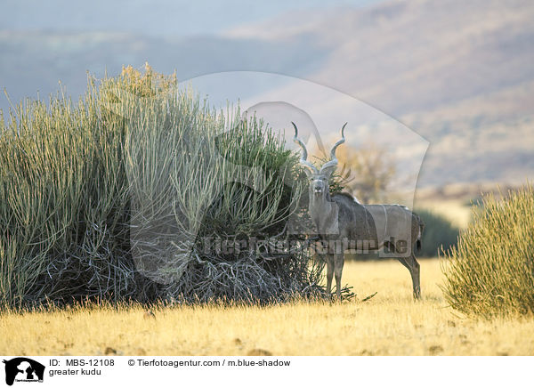 greater kudu / MBS-12108