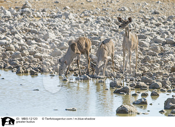 greater kudus / MBS-12120