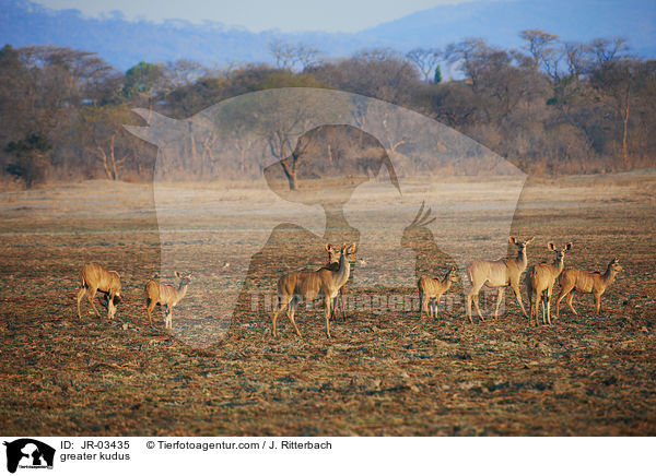 greater kudus / JR-03435