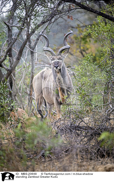 standing Zambezi Greater Kudu / MBS-20648
