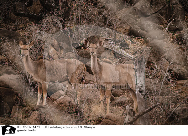 greater kudu / SVS-01471