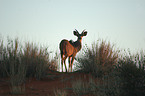 greater kudu