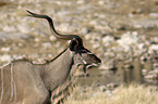 greater kudu