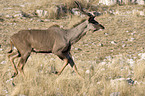 greater kudu