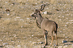 greater kudu