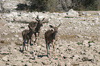 greater kudus